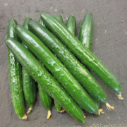 日本翠绿黄瓜种子肉质甜脆刺少瓜直强雌性高端水果小黄瓜种子