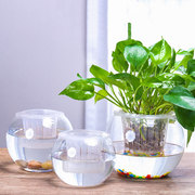 水培植物玻璃瓶绿萝花瓶花盆，大号透明圆球鱼缸，客厅桌面创意办公室