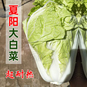 日本夏阳耐热大白菜种子种籽蔬菜孑籽种山东夏季高温秋季四季白莱