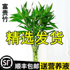 富贵竹水培植物转运开运竹，花卉绿植盆栽室内花客厅水养节节高