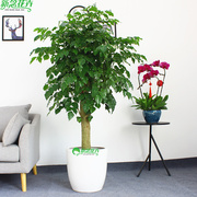 绿宝幸福树盆栽大型室内观叶植物客厅办公室绿植盆景上海送货上门