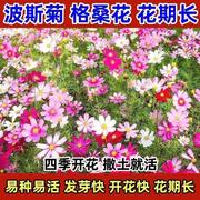 混色种子波斯菊格桑花野花组合四季开花易活家庭院园艺花卉种子