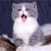 纯种猫咪蓝白金渐层银渐层蓝胖子蓝猫美美短白猫牛奶猫布偶猫橘白