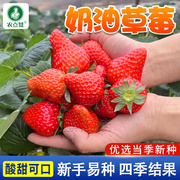 四季草莓种籽子水果苗结果室内外易活蔬菜水果盆栽植物花种子籽子