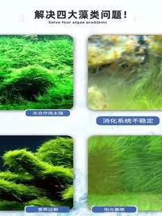 再宠鱼缸除藻剂去苔黑毛藻水藻青苔绿藻去除剂鱼缸水净化硝化细菌