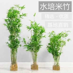 水培米竹盆栽造景小型竹子苗，凤尾竹室内绿植观赏竹子庭院盆景植物