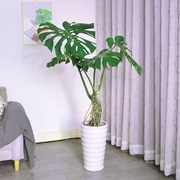 促巨叶龟背竹老桩造型盆栽植物，室内客厅绿植，净化空气吸甲醛盆景新