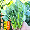 四季肉菠菜种子大叶菠菜籽耐热耐寒春秋冬季阳台种菜蔬菜种孑