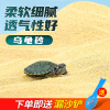 乌龟冬眠细沙子养乌龟专用沙龟缸鱼缸造景底砂巴西龟孵化过冬用品