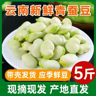 云南新鲜蚕豆5斤农家带壳生本地罗汉兰花胡豆青(胡豆青)豆荚蔬菜整箱
