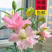 新疆西藏重瓣香水百合花，盆栽花卉四季阳台，植物室内外