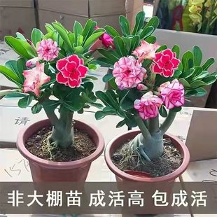 重瓣沙漠玫瑰盆栽花卉，绿植物老桩室内外阳台盆景四季开花多色浪漫