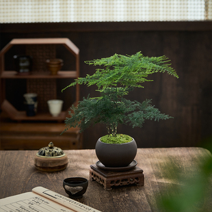 文竹盆栽植物室内客厅中式禅意小盆景，好养绿植办公室摆件创意花卉