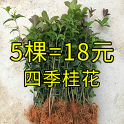 四季桂花树苗盆栽植物阳台花卉，观花室内带花浓香型庭院四季桂金桂