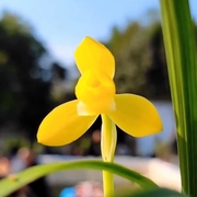 春兰金佛缘无花苞兰花，花卉室内植物，进口尺寸使用裸根兰花苗