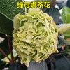 绿可娜茶花奇特稀有开绿色花名贵品种原生带花苞阳台绿植福建龙岩
