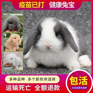 兔子活物小型侏儒兔荷兰纯种折耳，兔迷你网红小宠物儿童好养垂耳兔
