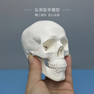 骷髅模型人体头颅骨骼，迷你头骨可拆卸美术，素描道具医学生教学模具