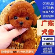 深圳犬舍泰迪幼犬纯种犬幼犬活体宠物狗狗茶杯体贵宾幼犬小狗