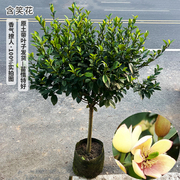 含笑花苗盆栽 香妃树苗芳香植物耐寒四季常青 庭院阳台室内外含笑