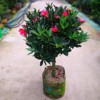 四季杜鹃红山茶花，带花浓香型盆栽室内外阳台庭院，观赏花卉绿植好养