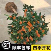 金桂花(金桂花)树苗桂，花苗盆栽嫁接苗四季桂室，内外浓香型阳台花卉绿植庭院