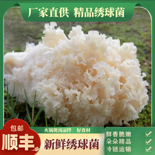 新鲜绣球菌2斤装火锅煲汤食材绣球菌绣球菇银耳绣球菌新鲜