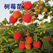 树莓苗双季覆盆子果树苗盆栽地栽南北方种植当年结果红黄黑树莓苗