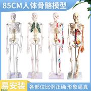 4585170cm人体骨骼模型全身人体骨架模型成人小白骷髅教学脊椎