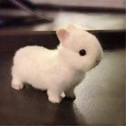 兔子活物侏儒宠物海棠凤眼茶杯迷你小型长不大垂耳喂养小孩子兔兔