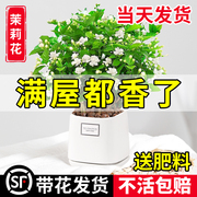 茉莉花苗盆栽带花苞九里香老桩驱蚊水培栀子花卉，绿植物室内四季开