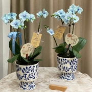 青花瓷蝴蝶兰花盆套盆高档中国风室内复古装饰瓷器花瓶绿植花卉