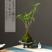 米竹苔藓球专用花盆，复古桌面六月雪老桩绿植盆景，盆菖蒲吸水石摆件