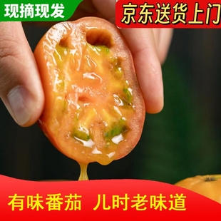 极客农场 有味番茄6号果爆汁甜脆味浓生吃水果番茄西红柿快递