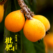 胡鲜森彩箱四川米易枇杷果新鲜水果当季甜琵琶应季2.1斤起