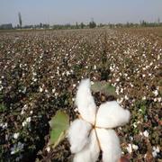 高档新疆棉被4斤子单双褥人学生床一级长绒棉，花被芯棉胎棉