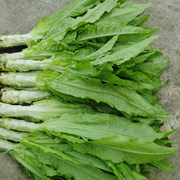 农家新鲜莴笋绿色蔬菜食用农产品时令火锅重庆产地5斤青莴苣