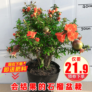 石榴花盆栽观赏果树苗，室内盆景四季开花植物，室外庭院阳台绿植花卉