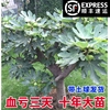 特大无花果苗树带土当年结果盆地栽南方北方庭院种植无花果大树苗