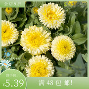 进口盆栽型重瓣金盏菊，种子柠檬四季庭院阳台，切花卉耐寒金盏花