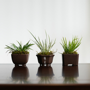 植觉  柒福   趣味小盆栽办公室桌面植物摆件小品盆栽