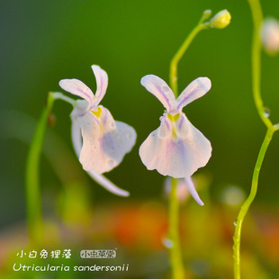 小白兔狸藻小兔子食虫草，小蓝小虫草堂植物，盆栽室内水培花卉办公室