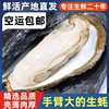 生蚝鲜活特大新鲜牡蛎即食，超肥海蛎子海鲜，水产活生蚝5斤整箱