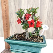 日本进口原生八重咲盆景，长寿梅重瓣红花名贵品种，小品办公桌面茶桌