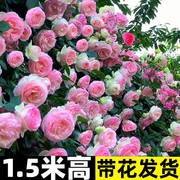 1米6大苗蔷薇花苗藤本月季特大花爬藤植物四季开花卉盆栽玫瑰