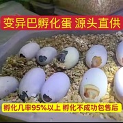 白化巴西孵化龟蛋变异巴西龟蛋白巴苗龟蛋黑巴蛋乌龟蛋龟蛋包孵化