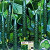 四季高产黄瓜种子绿瓤黄瓜，甜脆节节嫩绿皮，绿有瓜绿刺黄瓜蔬菜种子