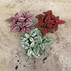 嫣红蔓盆栽奇妙霜点红点草彩叶植物阳台庭院客厅好养绿植花卉苗木