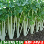 白芹种子四川白杆芹菜阳台种菜蔬菜家庭盆栽庭院田园蔬菜籽