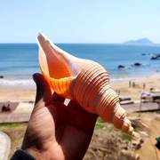 天然真海螺贝壳长香螺摆件家居装饰品鱼缸造景沙滩玩具拍摄道具